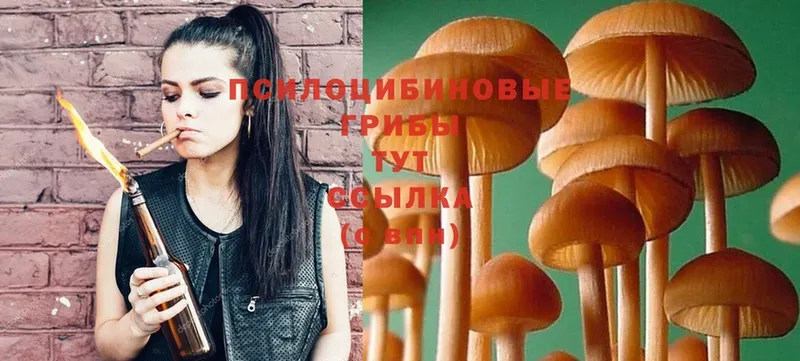 сколько стоит  omg tor  Галлюциногенные грибы Psilocybine cubensis  Владимир 